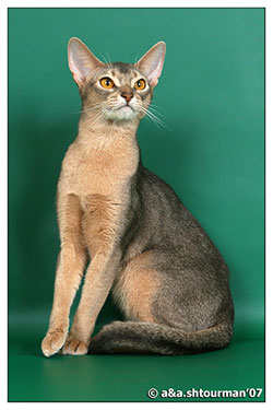 абиссинская кошка | abyssinian cat | Gr.Int.Ch. Blue Courage Winsome Millimanny
