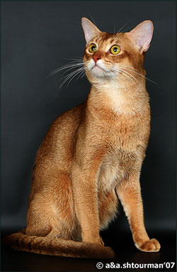 абиссинский кот | abyssinian cat | Gr.Int.Ch. Amber Lion Greenville*RU