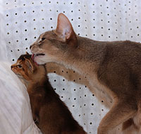 Абиссинские кошки | Abyssinian  cats