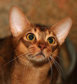 ruddy abyssinian Hillstblues Falkor of Greenville
