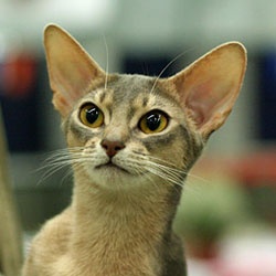 blue abyssinian cat Greenville Dolce Vita