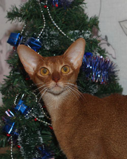 abyssinian female cat GC Indiaby Moulin Rouge