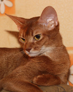 abyssinian cat Paprika aus Abusir