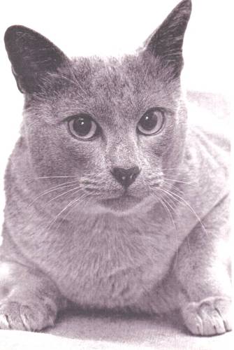 Ch Buskins Blue Sunya