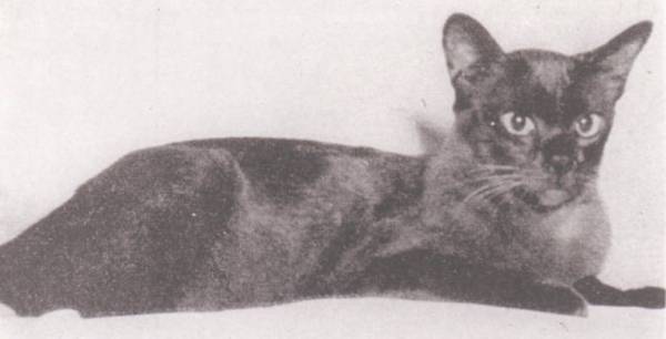 Chindwin's Minou Twm