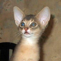 абиссинский котенок Greenville Da Capo