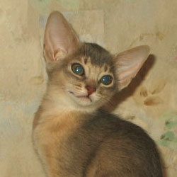 абиссинский котенок Greenville Dolce Vita