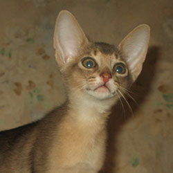 абиссинский котенок Greenville Dee Jay