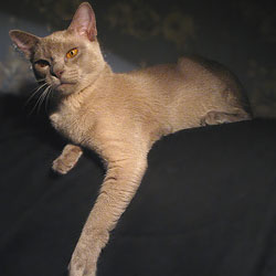 burmese female Bellflower Greenville*RU