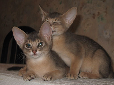 Абиссинские котята, 8 недель