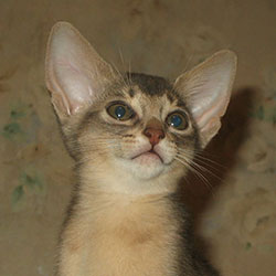 абиссинский котенок Greenville Day Dream