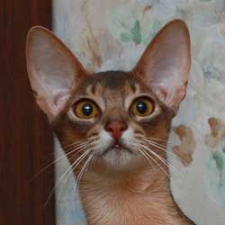 abyssinian male cat Greenville Dee Jay
