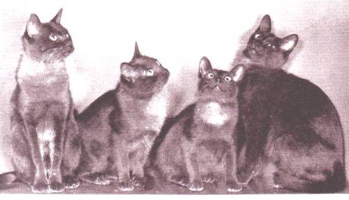 Gerstdale cats