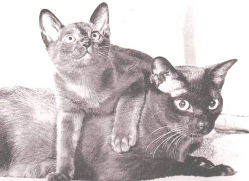 Gerstdale cats