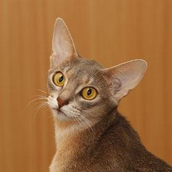 abyssinian cat | TGC Hillstblues Steele Magnolia