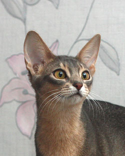 abyssinian female cat Greenville Jay Lo