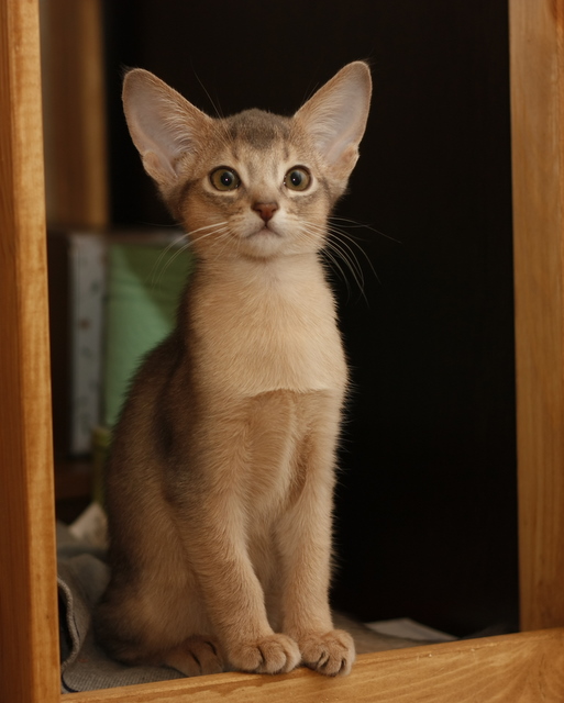 абиссинский котенок, окрас соррель