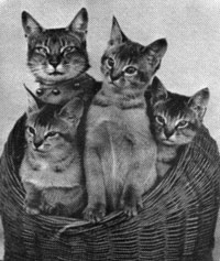 Kreeoro Sheba with kittens | Kreeoro Sheba с котятами
