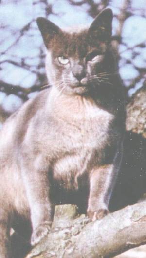 Ch Lamont Blue Burmaboy