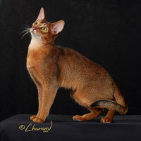 TGC Melkatz Maxamillion of Hillstblues