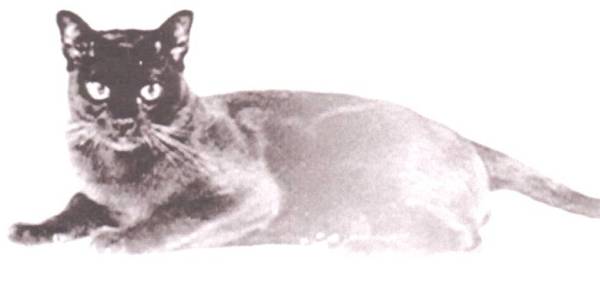 Mizpah's Clancy (Gr Ch)