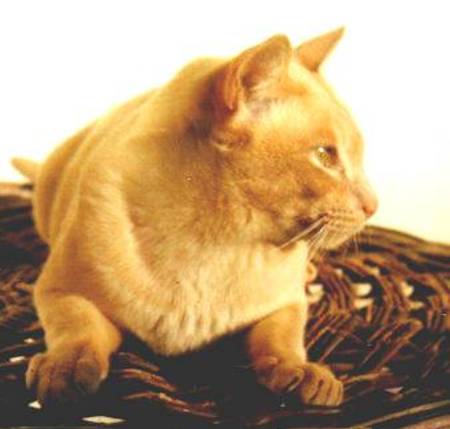 Pussinboots Marimba