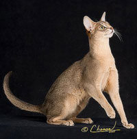 QGC Hillstblues Steele Magnolia